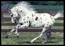 Horsey!!!!!!
