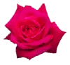 pink rose.