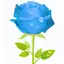 red rose