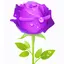 red rose