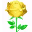 red rose