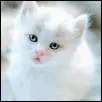 White animals
