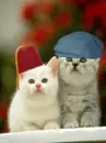 tricky cats