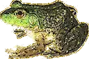 gold frog