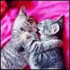 Cat love