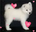 pup