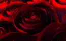 Black and red