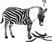 zebra