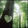 heart in tree
