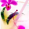 tropical