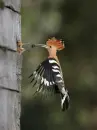 feeding time