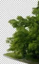 Trees