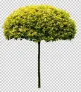 Trees