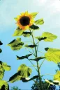 sun flower