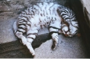manarolana striped cat
