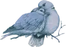 birds