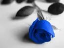 BLUE ROSE