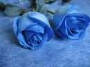 BLUE ROSE