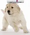cute dog!