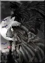 vampire in cloak in cemetery ani