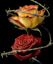 Barbed Wire Roses