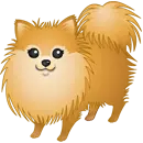 pomeranian