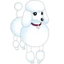 poodle