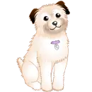 maltese dog
