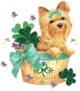 Cute St. Pats Day yorkie