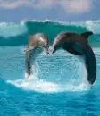 Dolphin Girl