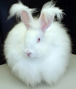 Extra Fluffy Bunny