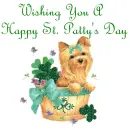 Happy St. Patty's Day