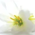Spring flower