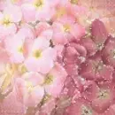 Spring flower