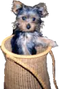 my puppy