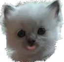 white kitten