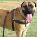 bullmastiff