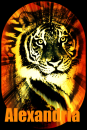 SNOW TIGer