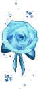 blue rose