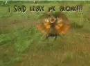 mad lizard