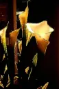 Golden