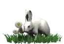 easter bunny