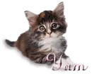 Kitty - Yam