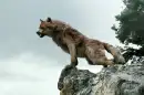 Jacob Black in wolf form
