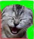 kitty kat