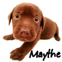 Cute Puppy - Maythe