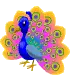 rainbow peacock`