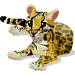 ocelot