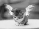 Angel Cat