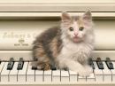 musician cats